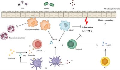 Disease tolerance: a protective mechanism of lung infections